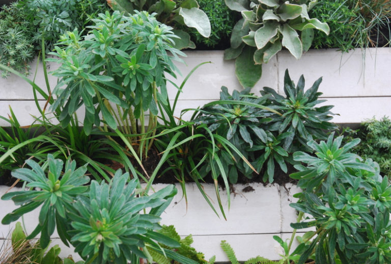 Wandflächen mithilfe von Kalksandstein begrünen