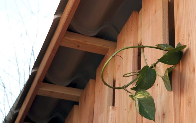 Damit Kletterpflanzen ausreichend Licht bekommen, sollten sie vor allem auf der Süd- und Westseite des Hauses angepflanzt werden. - © Deutsche Bundesstiftung Umwelt