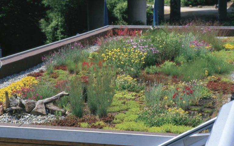 Dachbegrünungen bieten ökologische Vorteile für die Umwelt und verbessern die Gebäude-Energie-Bilanz. - © Deutsche Bundesstiftung Umwelt