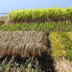 Vertikale Farmflächen am Pavillon von Israel