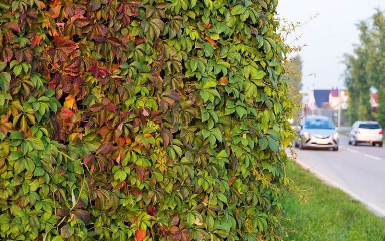 Aktionstag gegen Lärm: Ja, so geht leise! Das Lärmschutzsystem Helix Compacta ist platzsparend, flexibel einsetzbar und durch die integrierte Bepflanzung von Anfang an beidseitig begrünt.