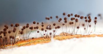 Chlor- und giftfrei: Einlagerung von Kalk schafft ein dauerhaft schimmelfeindliches Milieu