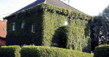 Die Stadt wird grün