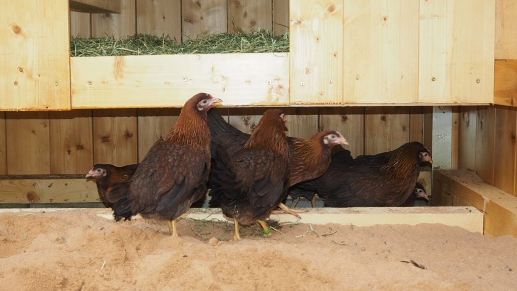 Baugesellschaft Hanau präsentiert den ersten Hühnerstall für ihre Mieter