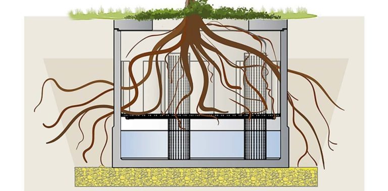 Regenwasser für Stadtbäume